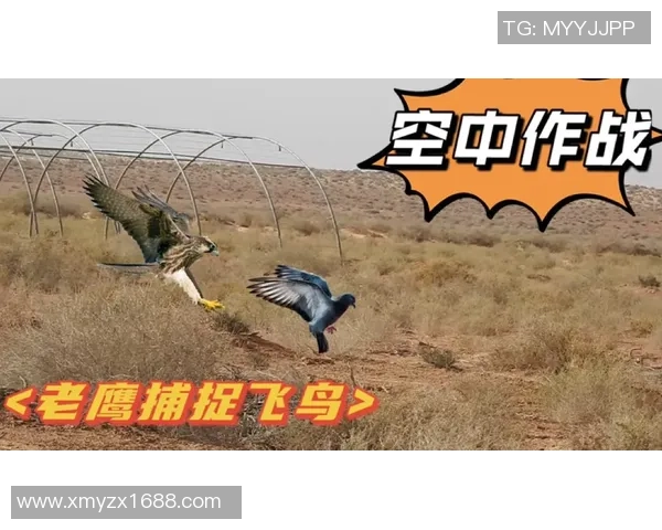 篮网与老鹰激战正酣谁能在这场对决中笑到最后